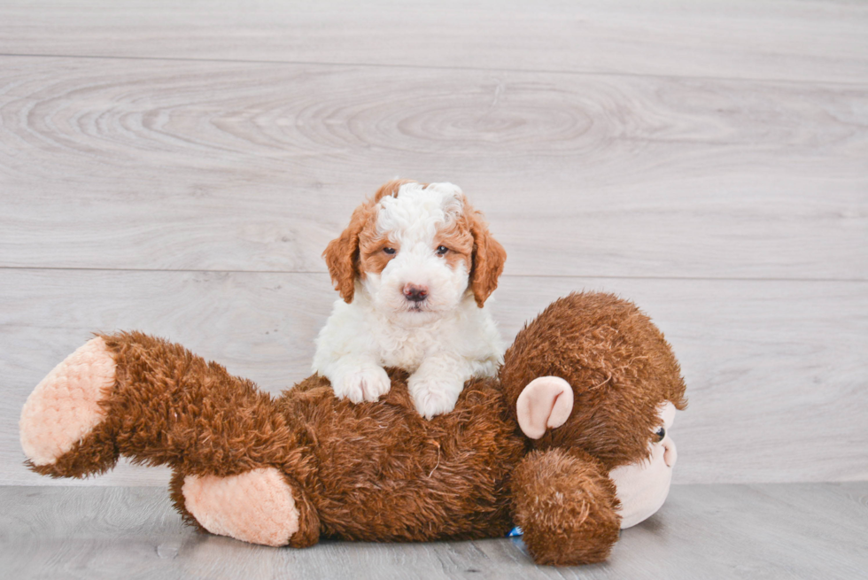 Playful Golden Retriever Poodle Mix Puppy