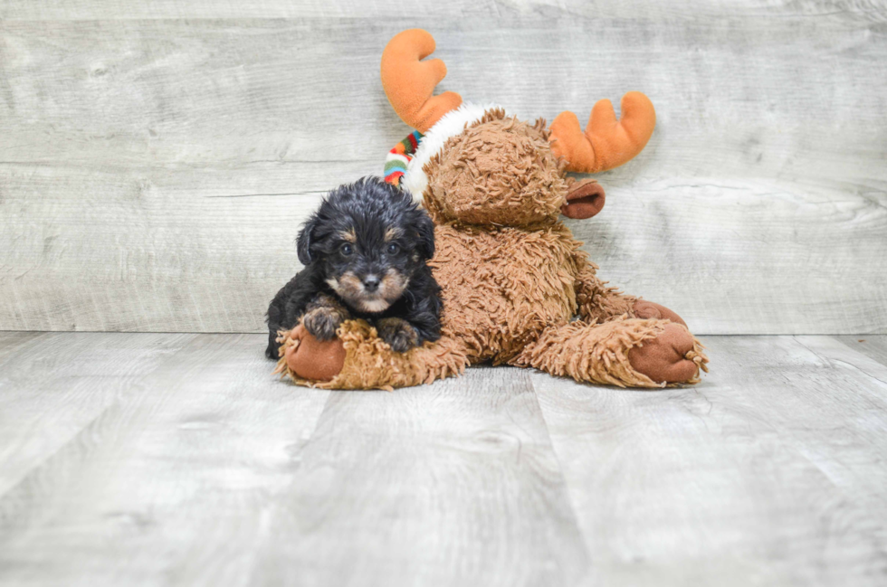 Morkie Pup Being Cute