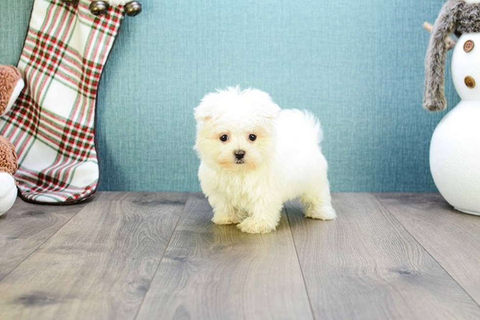 Maltese Pup Being Cute
