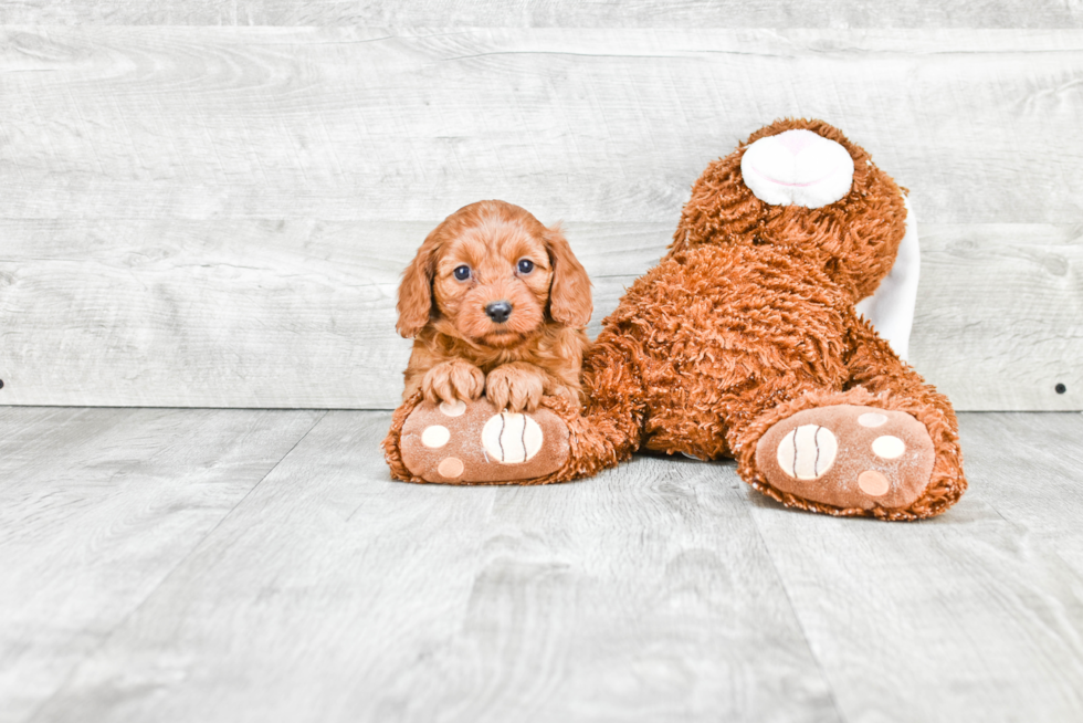 Hypoallergenic Cavoodle Poodle Mix Puppy