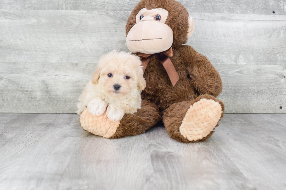 Maltipoo Pup Being Cute