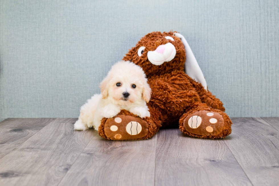 Funny Maltipoo Poodle Mix Pup