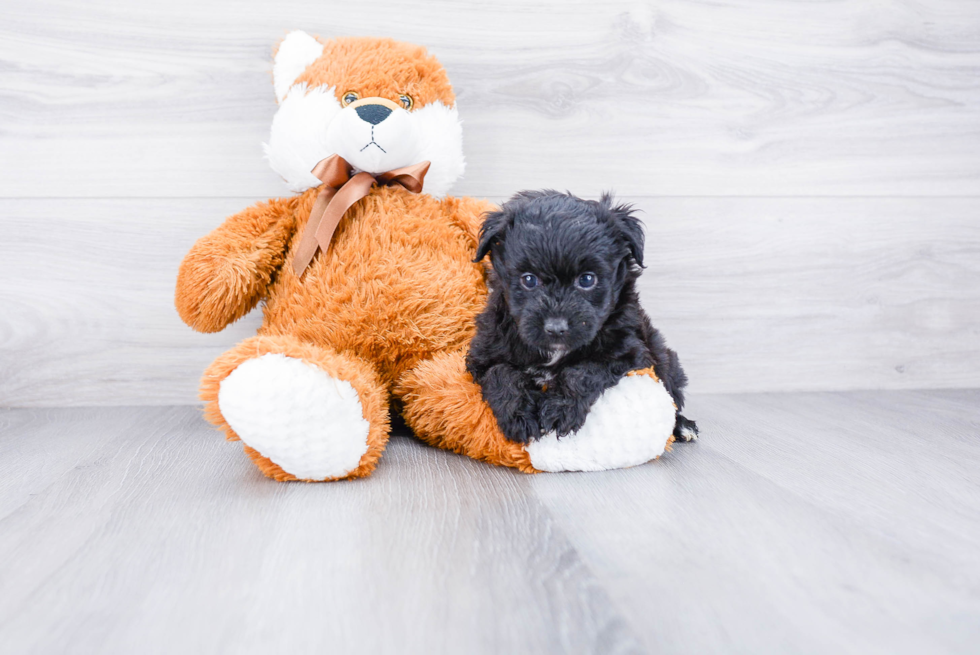 Mini Aussiedoodle Puppy for Adoption