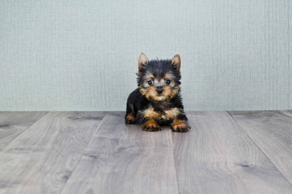 Meet Nugget - our Yorkshire Terrier Puppy Photo 