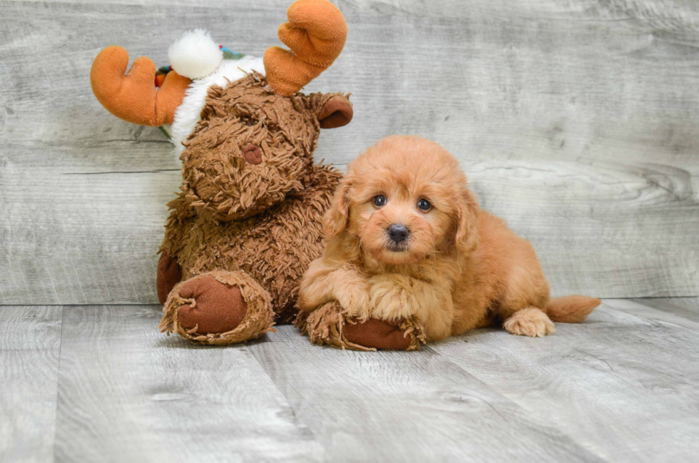 Best Mini Goldendoodle Baby