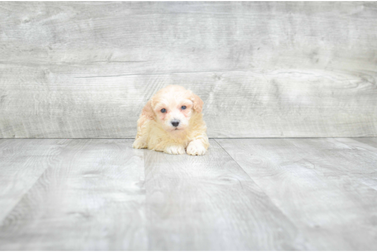 Maltipoo Pup Being Cute