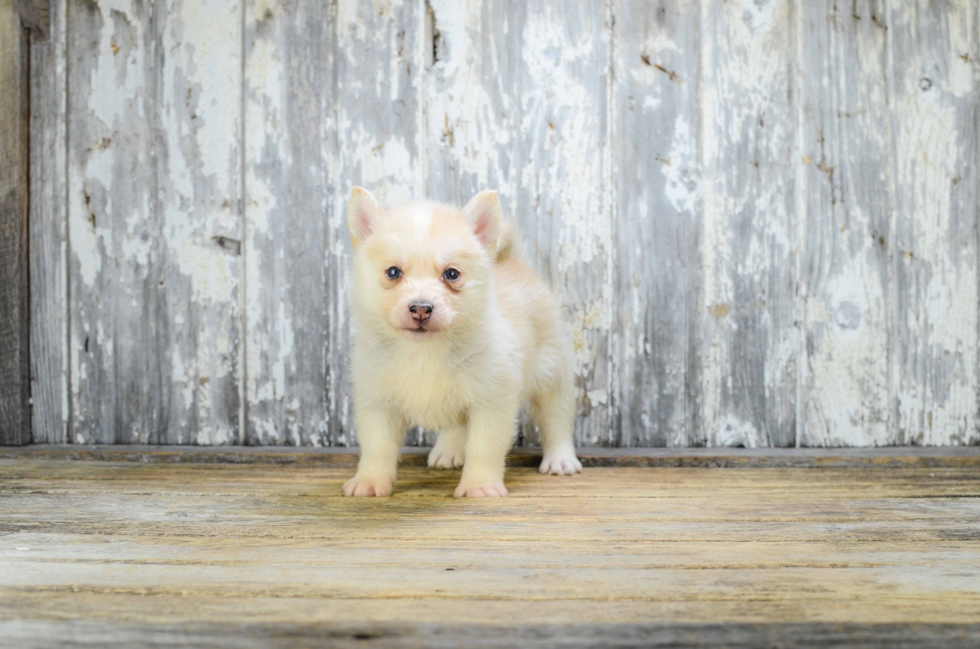 Popular Pomsky Designer Pup