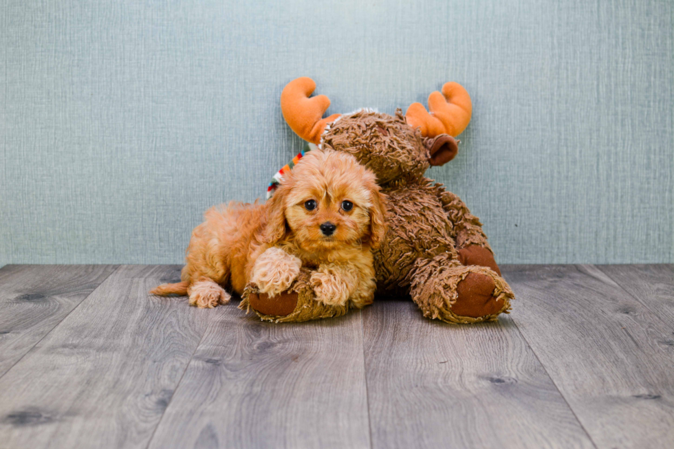 Cavapoo Puppy for Adoption