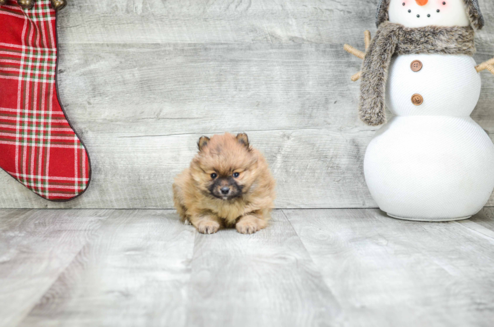 Funny Pomeranian Baby