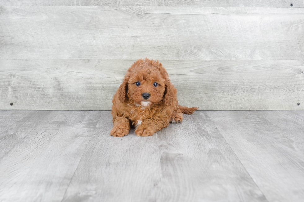 Cavapoo Puppy for Adoption