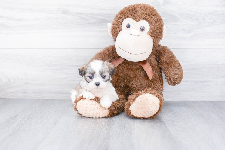 Playful Shichon Designer Puppy