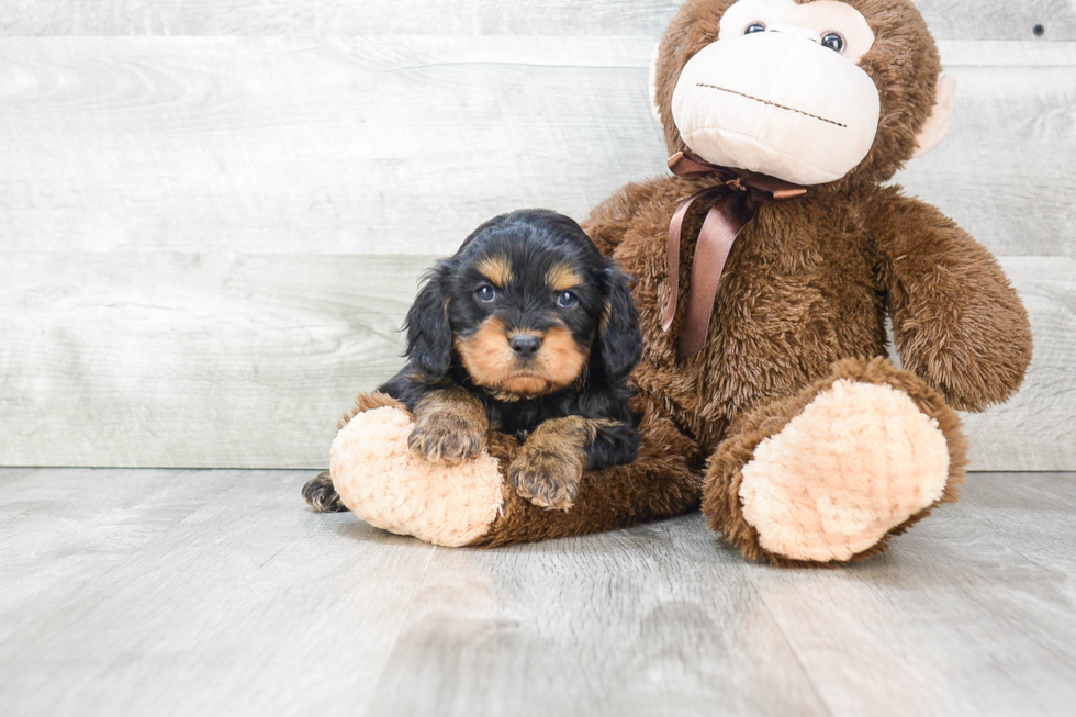 Sweet Cavapoo Baby