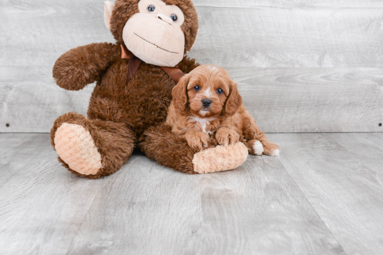 Fluffy Cavapoo Poodle Mix Pup