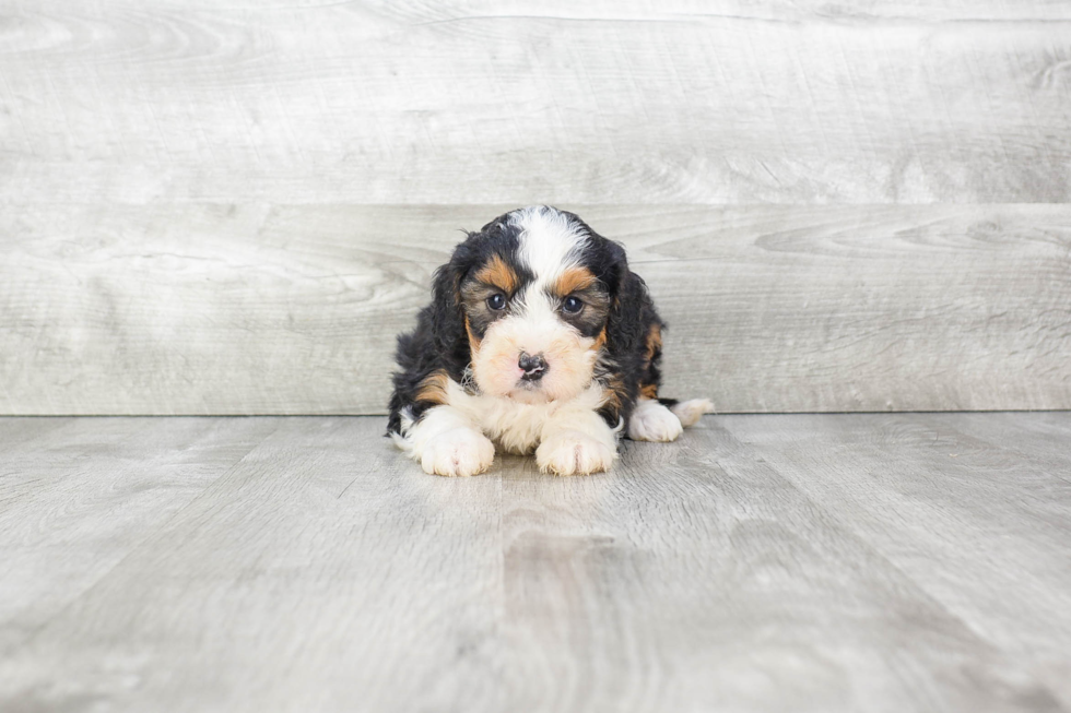 Little Bernadoodle Poodle Mix Puppy