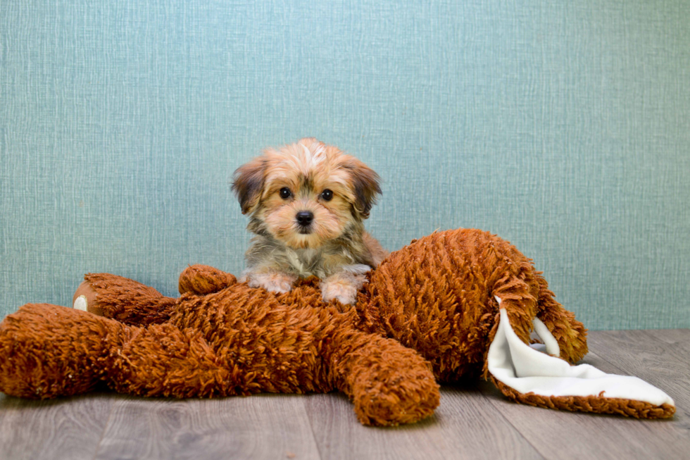 Morkie Puppy for Adoption