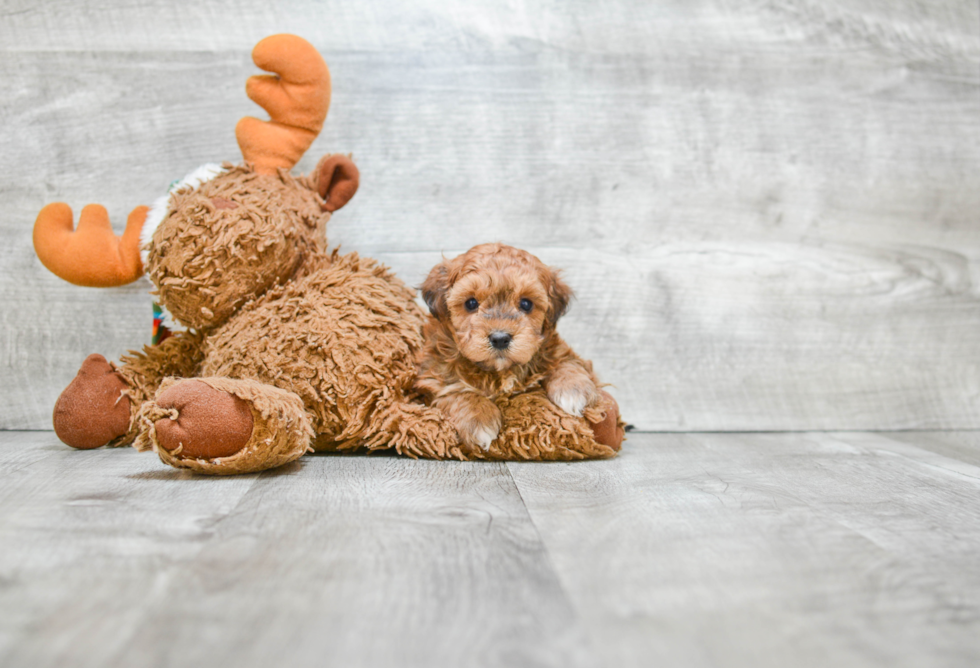 Funny Havanese Baby