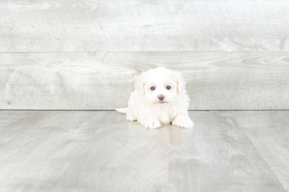 Best Maltipoo Baby