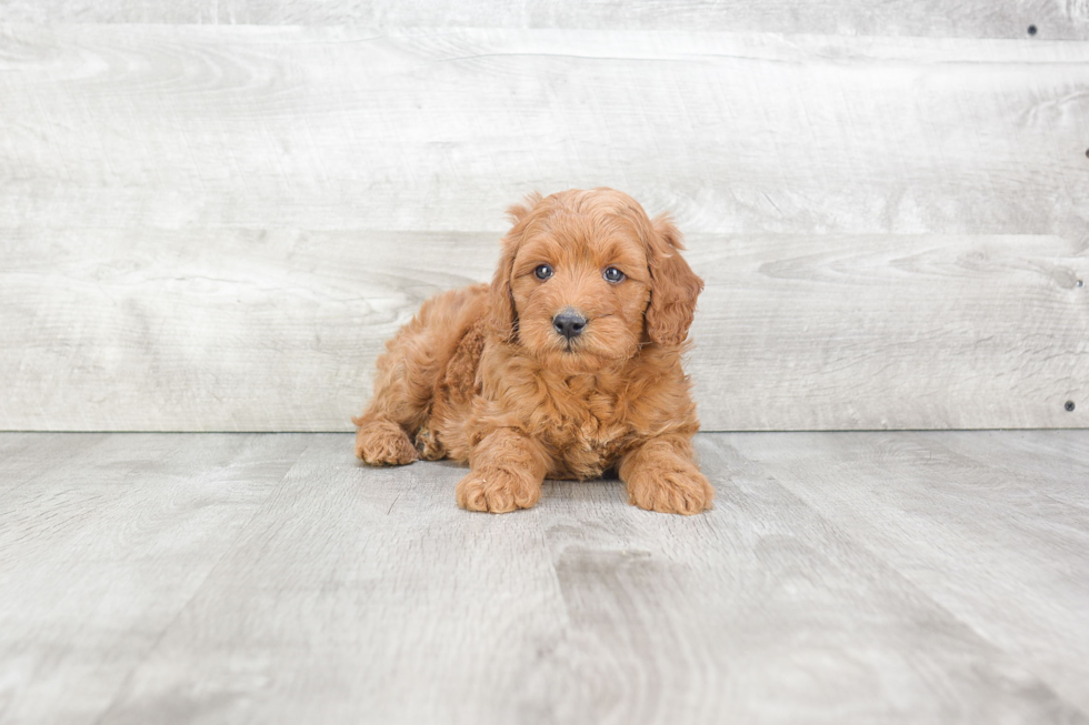 Hypoallergenic Golden Retriever Poodle Mix Puppy