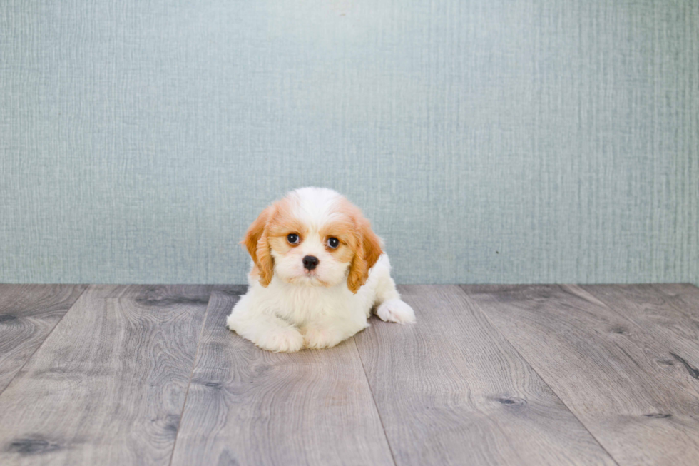 Adorable Cavoodle Poodle Mix Puppy