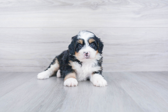 Mini Bernedoodle Puppy for Adoption