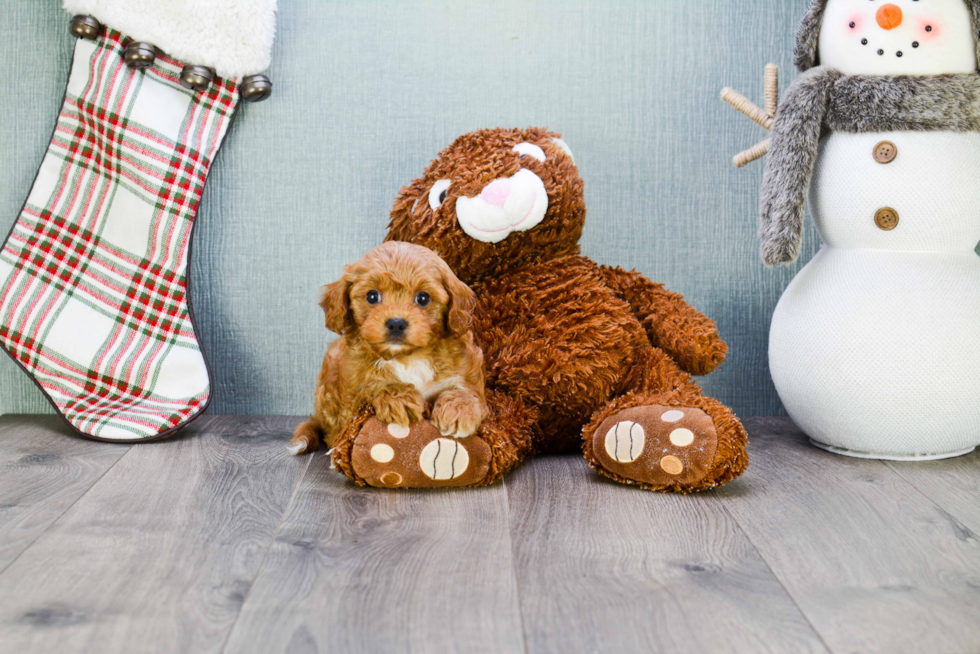 Smart Cavapoo Poodle Mix Pup