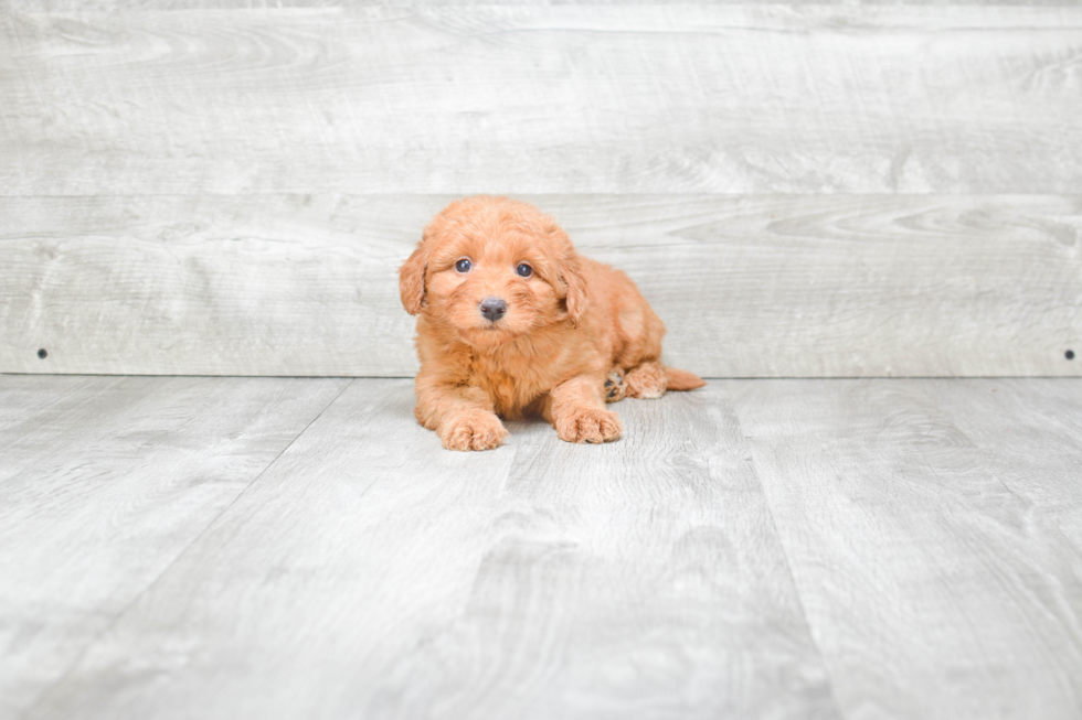 Mini Goldendoodle Pup Being Cute