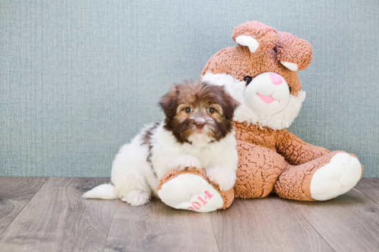 Funny Havanese Baby