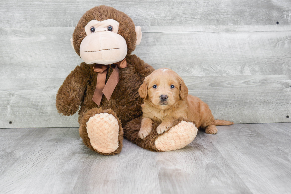 Popular Mini Goldendoodle Poodle Mix Pup