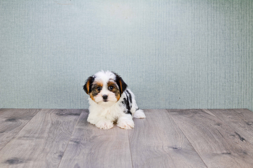 Meet Beyonce - our Yorkshire Terrier Puppy Photo 