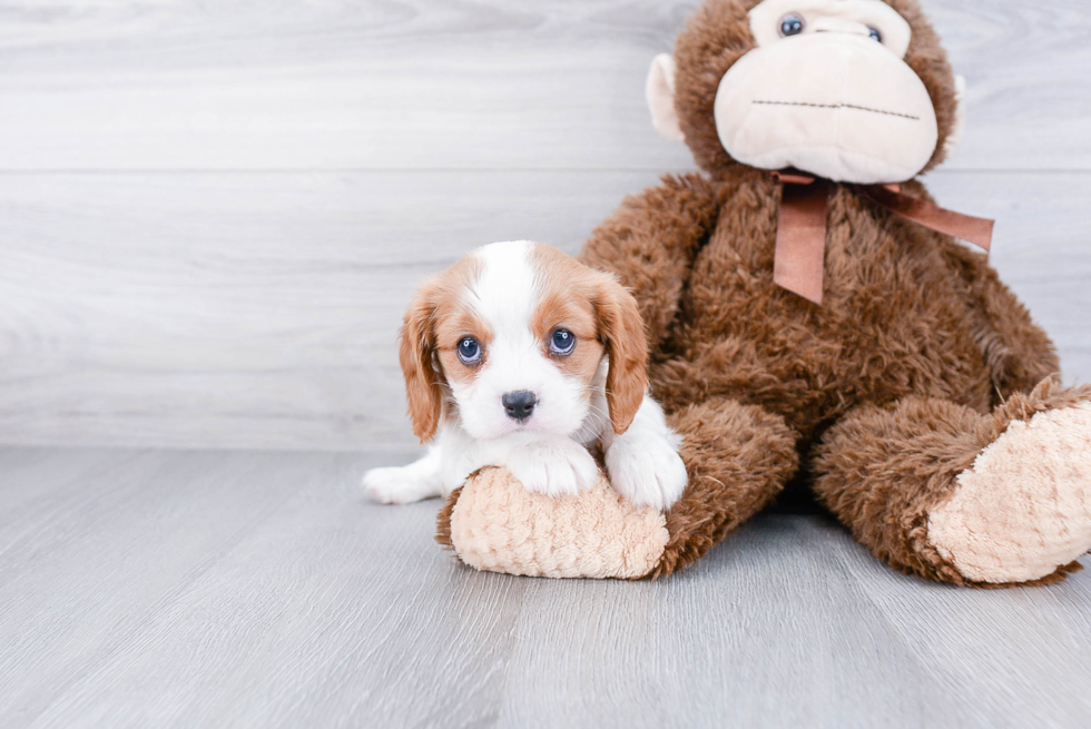 Happy Cavalier King Charles Spaniel Purebred Puppy