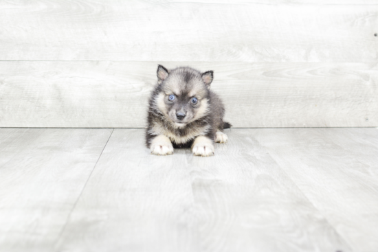 Petite Pomsky Designer Pup