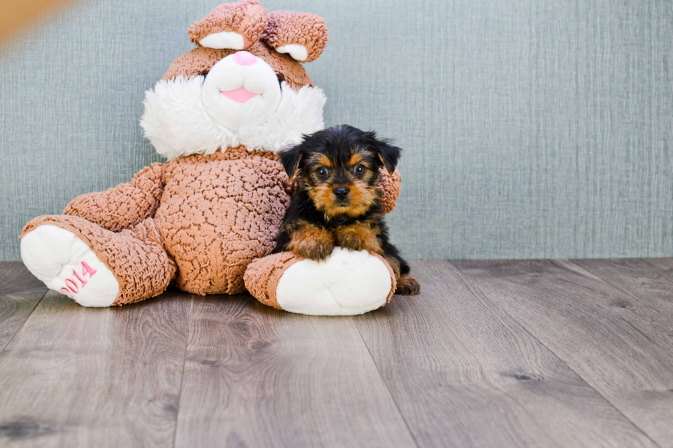 Meet Joey - our Yorkshire Terrier Puppy Photo 