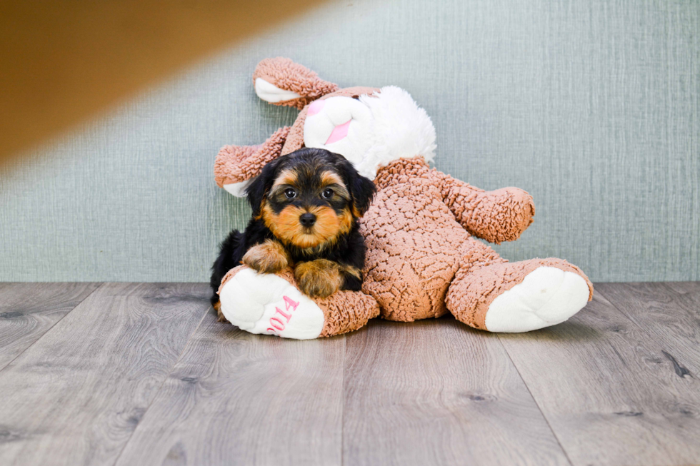 Morkie Pup Being Cute