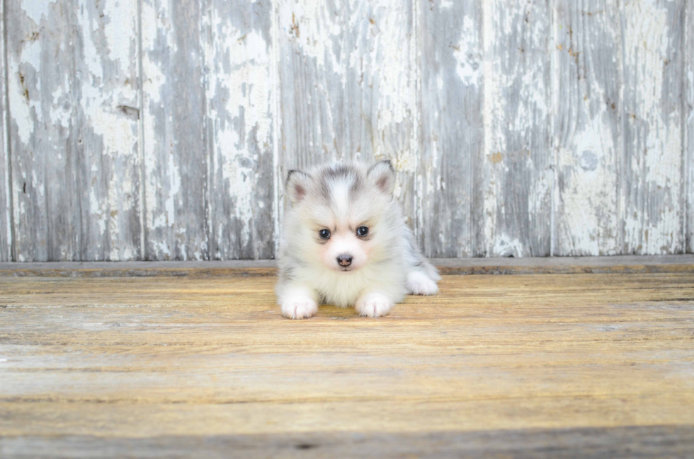 Petite Pomsky Designer Pup