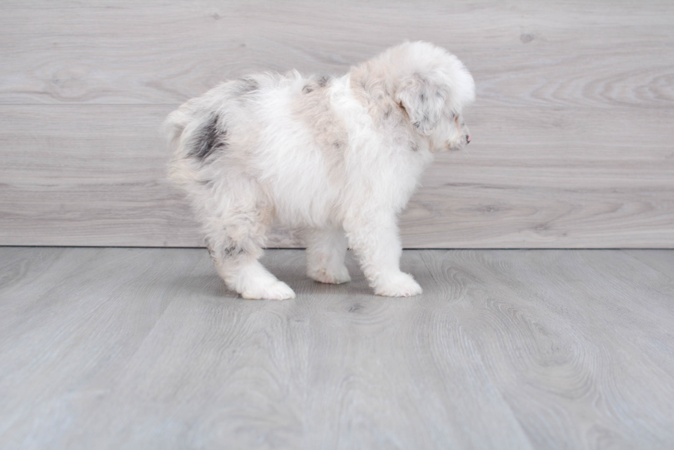 Petite Mini Aussiedoodle Poodle Mix Pup