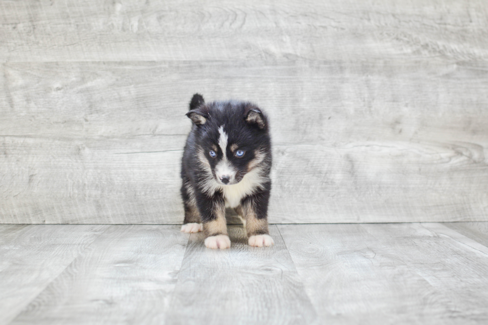 Best Pomsky Baby