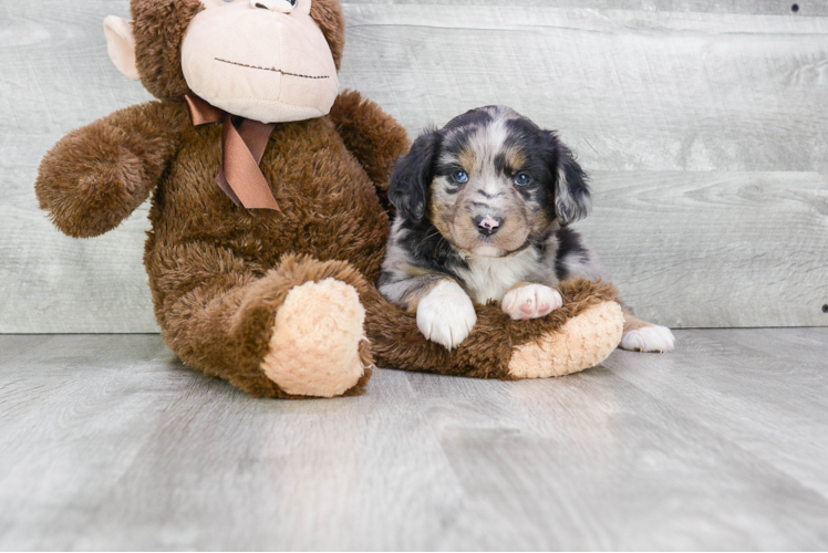 Best Mini Aussiedoodle Baby