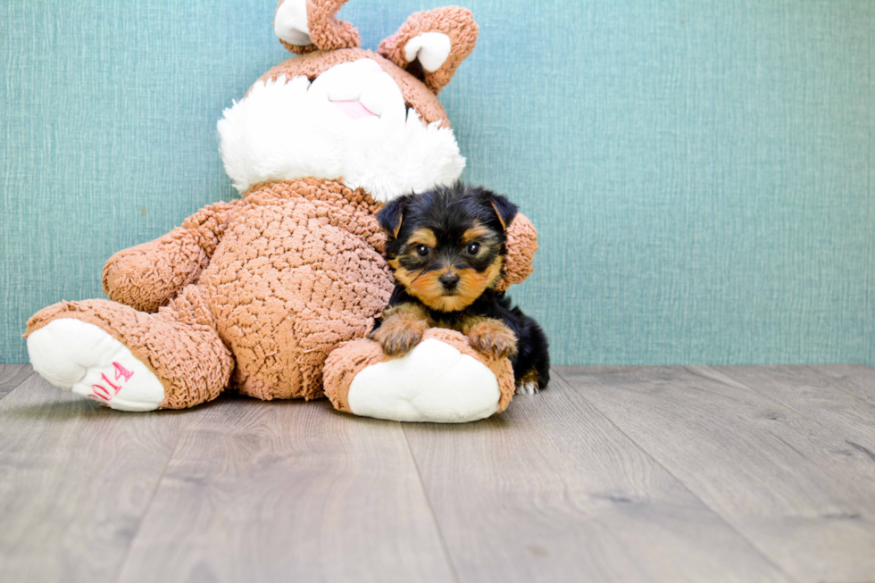 Meet Bella - our Yorkshire Terrier Puppy Photo 