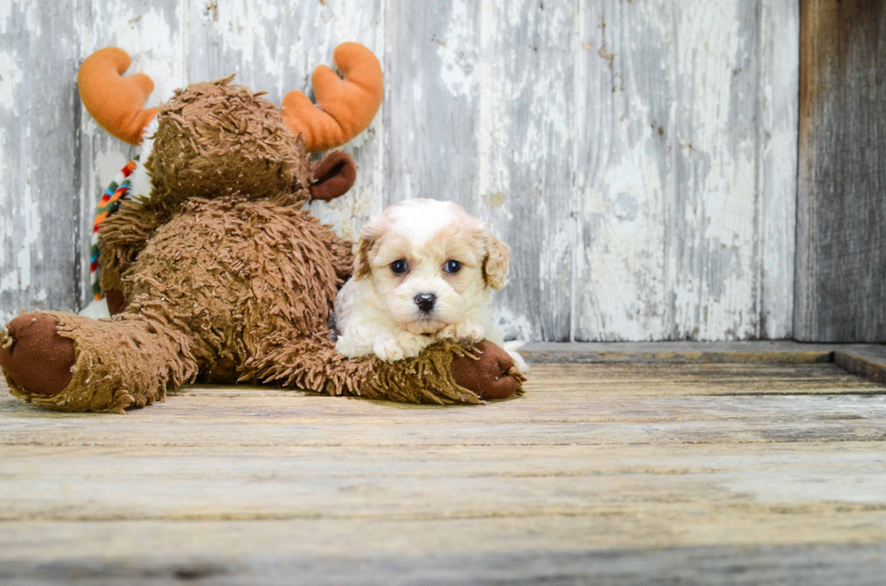 Cavachon Pup Being Cute