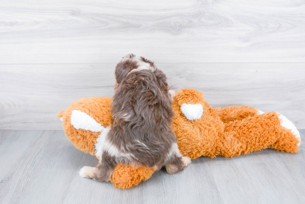 Mini Aussiedoodle Puppy for Adoption