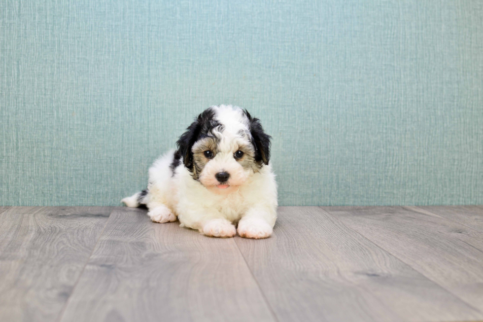 Maltipoo Puppy for Adoption