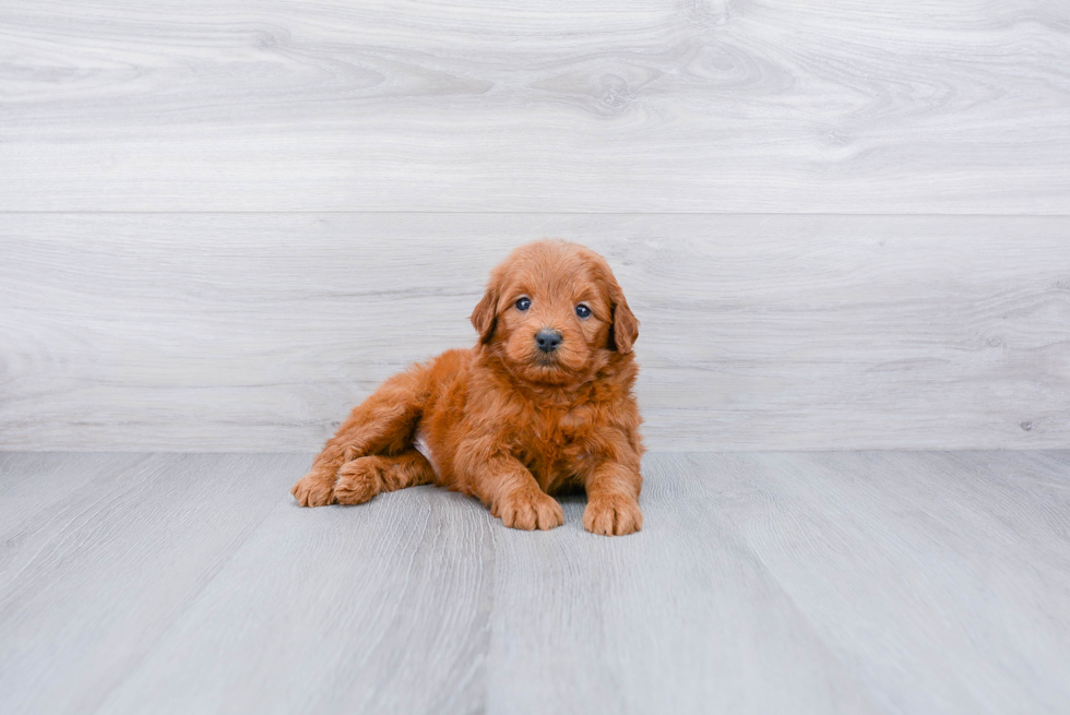 Petite Mini Goldendoodle Poodle Mix Pup