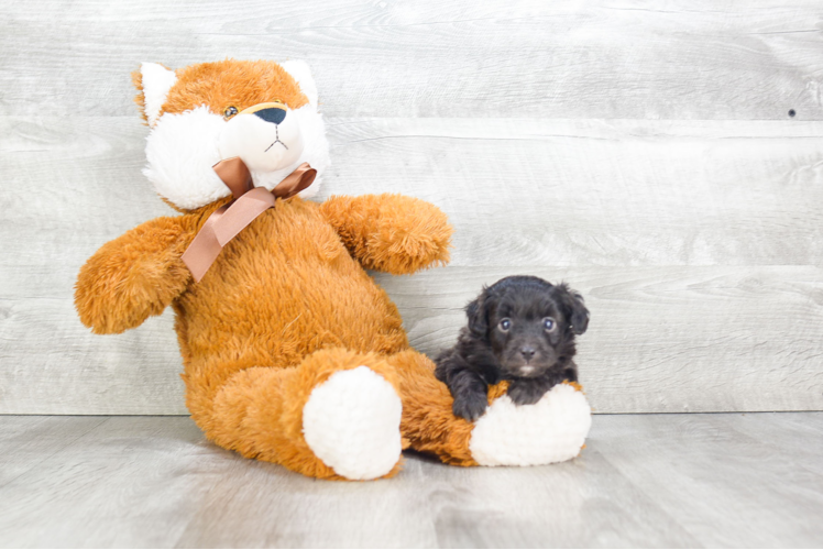 Little Aussiepoo Poodle Mix Puppy