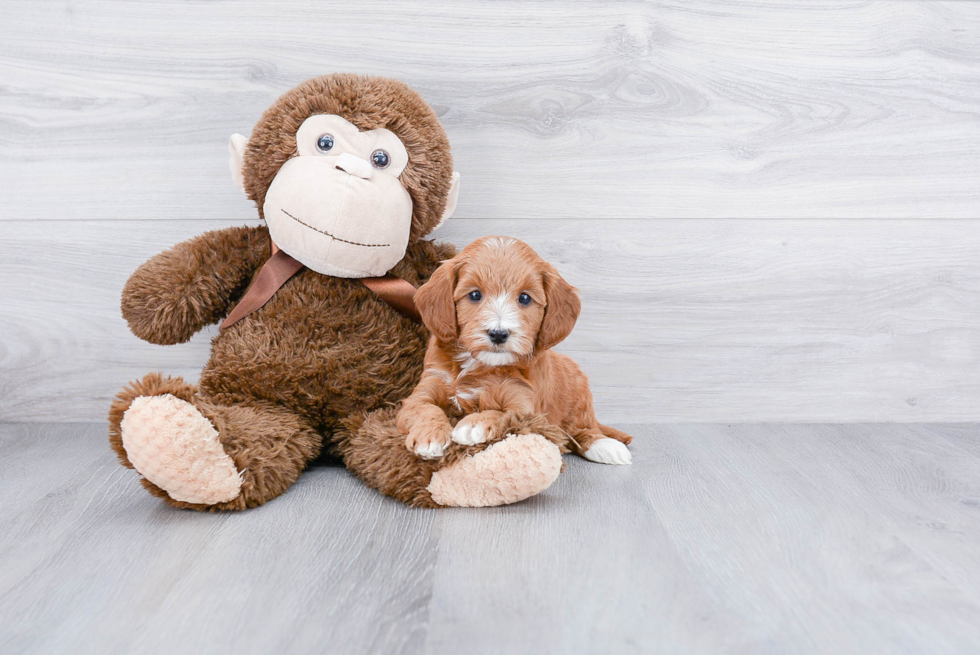 Best Mini Goldendoodle Baby