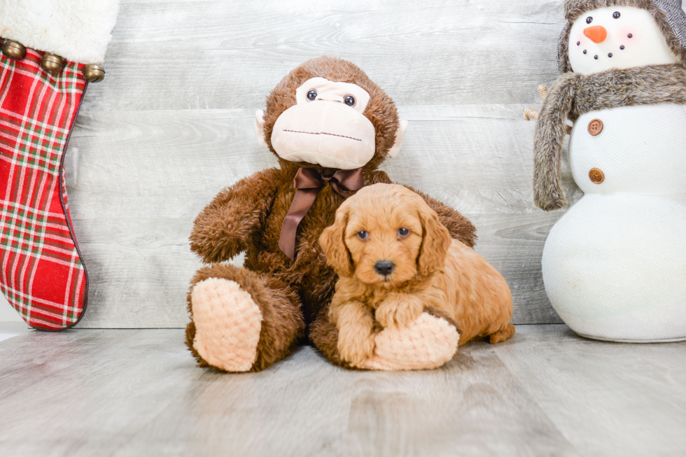 Mini Goldendoodle Puppy for Adoption