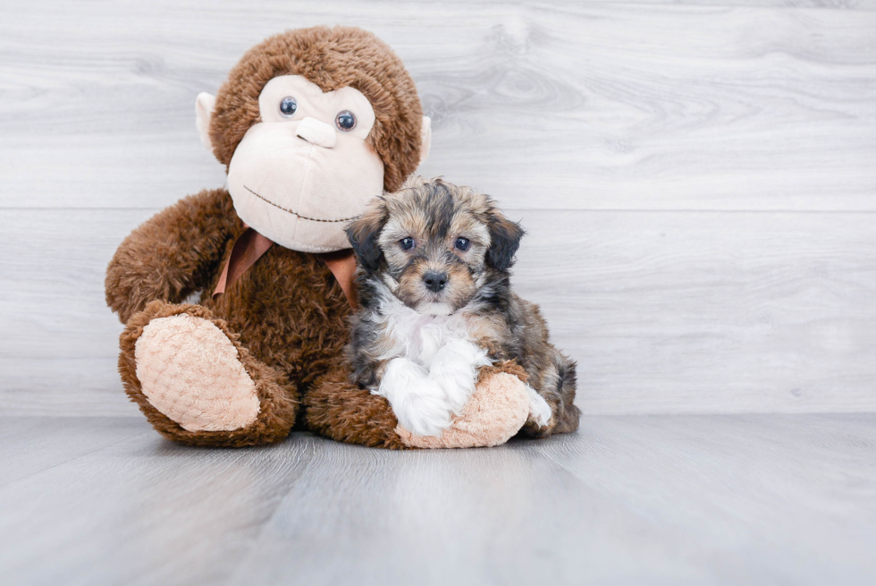 Popular Mini Aussiedoodle Poodle Mix Pup