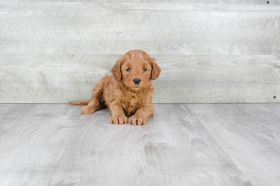 Mini Goldendoodle Puppy for Adoption