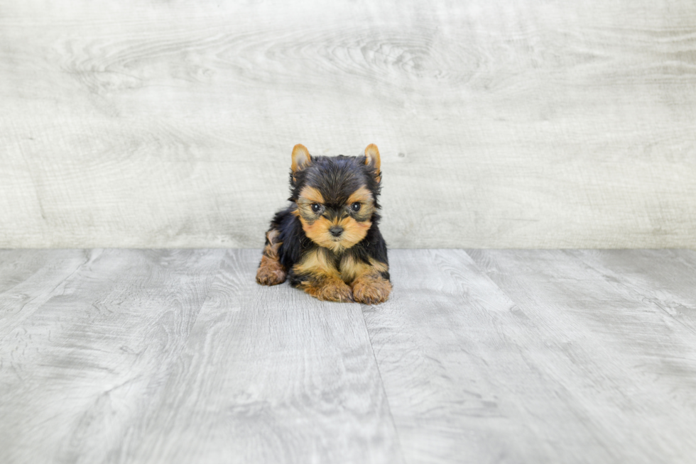 Meet Ronaldo - our Yorkshire Terrier Puppy Photo 