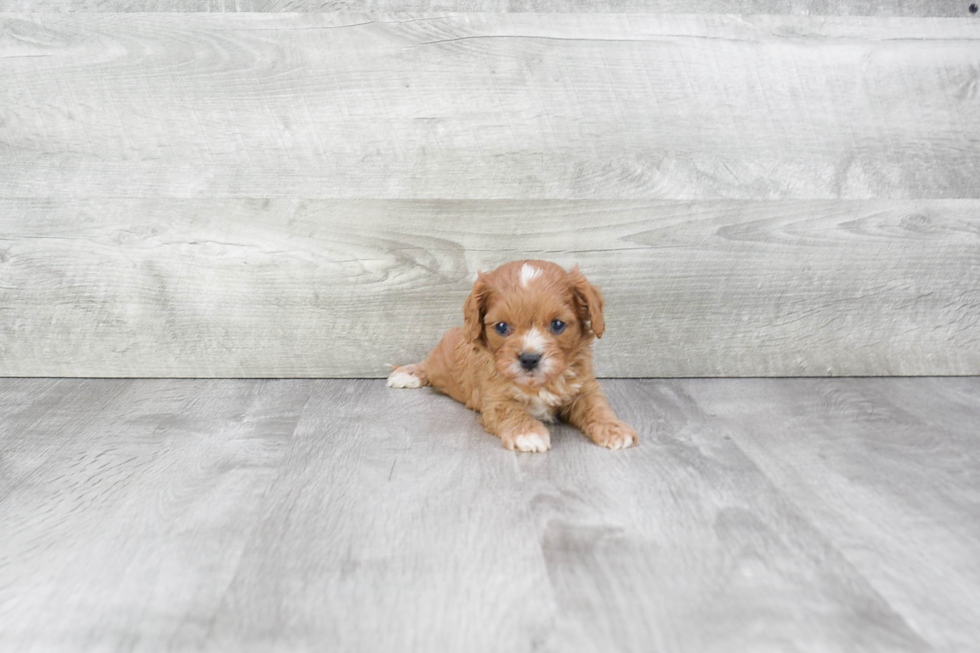 Small Cavapoo Baby