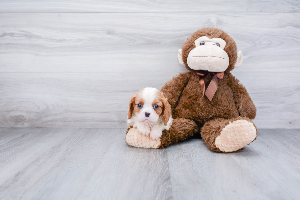 Little Cavalier King Charles Spaniel Baby